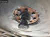 Schmitz SCB*S3T 3 axles Foto 29 thumbnail