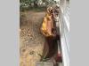 Hoja para bulldozer para Fiat Allis FL10C, FL10B Foto 1 thumbnail