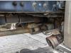Renault T 380 +MAGYAR 19.000L/6COMP+INTARDER Foto 13 thumbnail