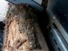 Balfor CONTINENTAL 414 C JOY TRIFASE 15 KW o AZIONATA a TRATTORE Foto 21 thumbnail