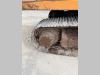 Fiat Hitachi FH200E-3 Foto 7 thumbnail