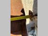 Lehnhoff 1370 Foto 8 thumbnail