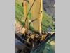 Yanmar VIO75 Foto 5 thumbnail