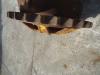Rueda motriz para Fiat - OM FL6,OM-AD5,OM-50 Foto 2 thumbnail