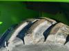 Merlo P40.16 K 4x4 Foto 5 thumbnail
