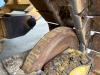 Caterpillar D5 LGP Foto 22 thumbnail