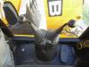 JCB 4CX PRO Foto 26 thumbnail