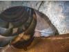 De Buf BETON MIXER/MALAXEUR/MISCHER 12M3 Foto 8 thumbnail