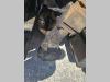Dynapac F161 W Foto 18 thumbnail