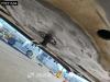 Krone SD Tailgate Lift Axle LBW Antivandlism Foto 28 thumbnail