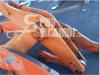 Brazo de cargadora para Fiat Hitachi W 270 Foto 2 thumbnail